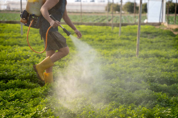 Wasp Removal Services in Ely, IA
